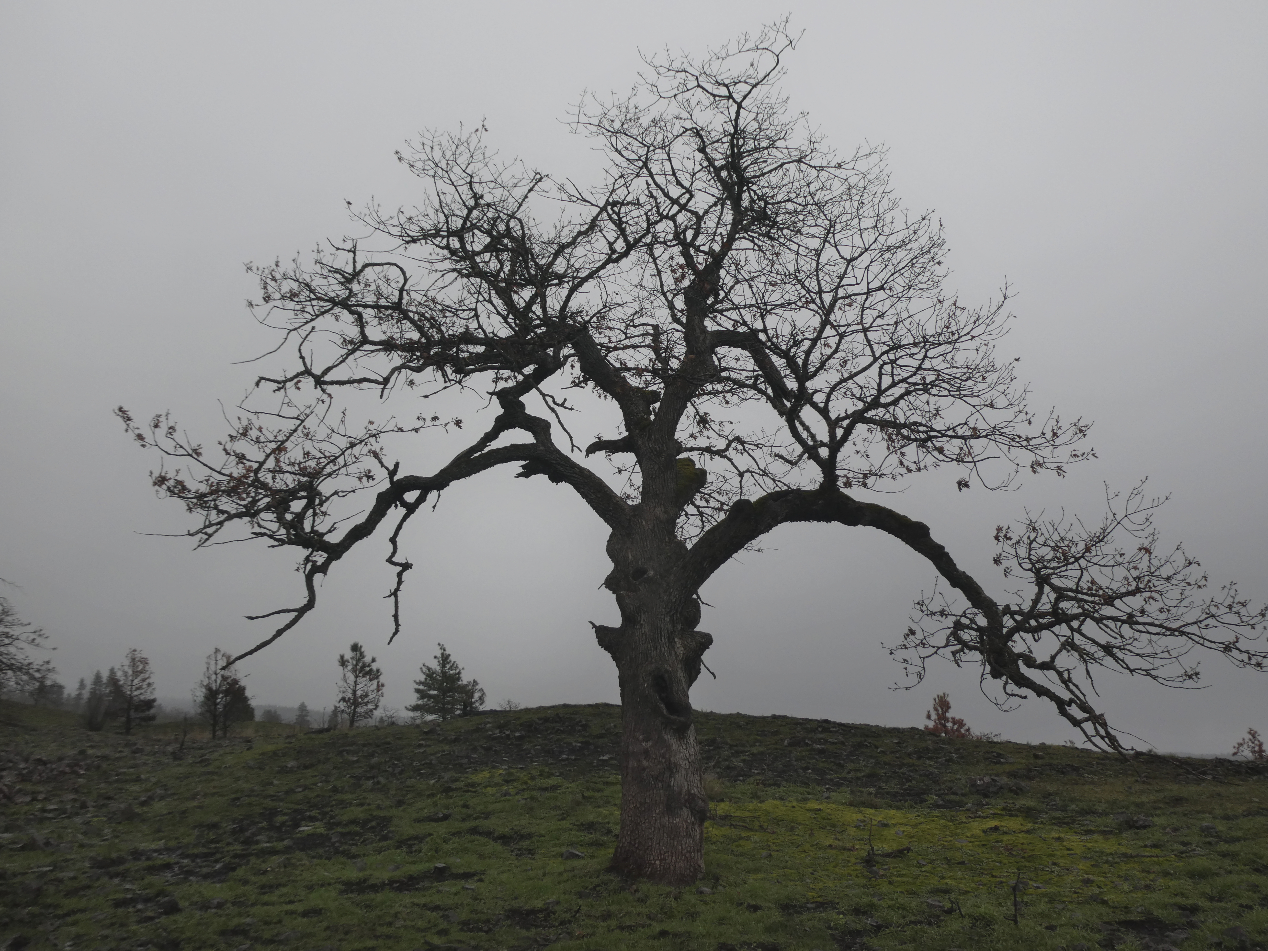 Oregon Oak on ridge that burned last year